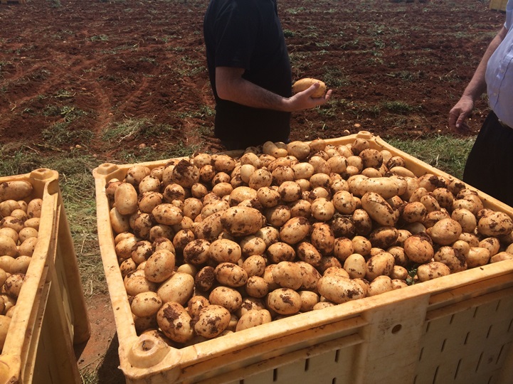 Agrofresh Potatoes Cyprus